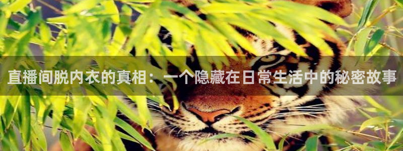 鲸鱼nba直播在线观看：直播间脱内衣的真相：一个隐藏在日常生活中的秘密故事